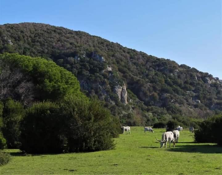 Hotel B&B Rispescia Grosseto Eksteriør billede