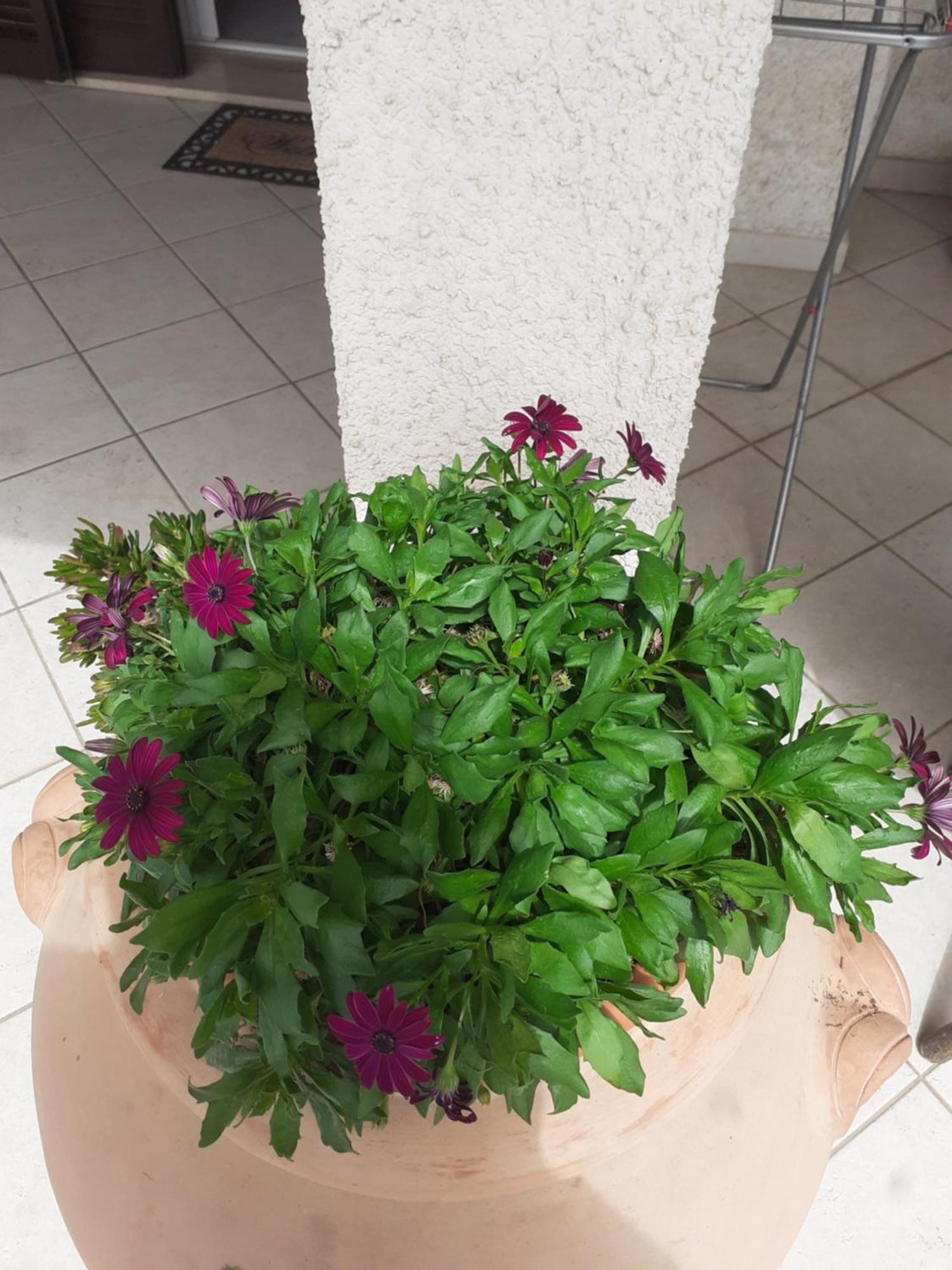 Hotel B&B Rispescia Grosseto Eksteriør billede